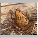 Rana temporaria - Grasfrosch 01.jpg